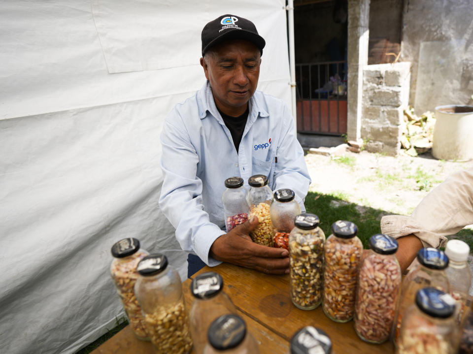 El agricultor Jesús Vargas muestra varios de los maíces nativos que cultiva en Ixtenco, México, el jueves 15 de junio de 2023. La demanda extranjera por esos maíces arcoíris ha aumentado en los últimos años, hasta el punto de que se han vuelto más rentables para él que la variedad blanca. (AP Foto/Fernando Llano)