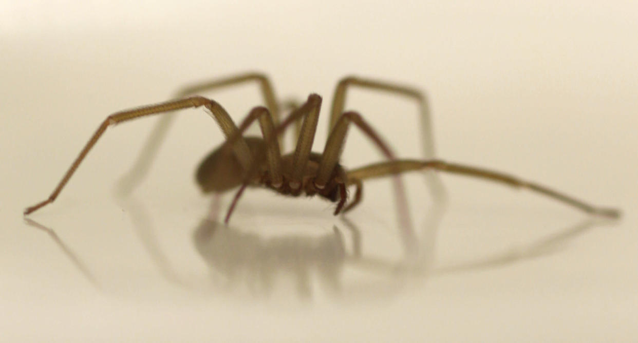 **HOLD FOR STORY** A live Brown Recluse Spider crawl in a dish at the Smithsonian Institution National Museum of Natural History, Wednesday, March 30, 2011, in Washington. Spring brings people back outside just as the mosquitoes, ticks, yellow jackets and other bugs emerge to bug us. Though some can pose real threats, such as Lyme disease or life-threatening allergic reactions, most of the time bug bites in this country are just an itchy nuisance. (AP Photo/Carolyn Kaster)