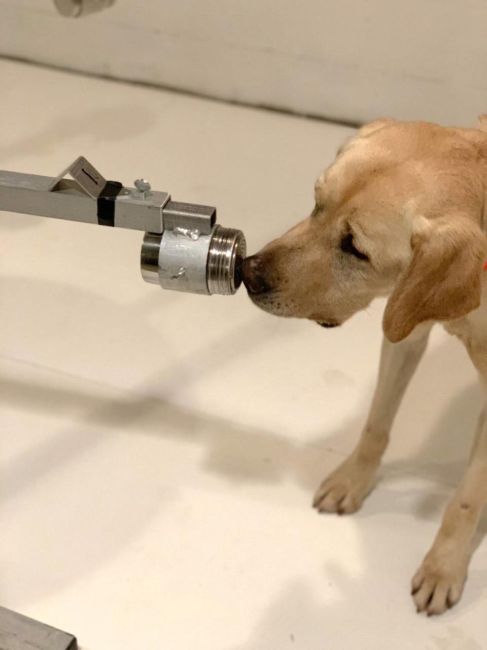 Poncho, a two-and-a-half year old yellow Labrador retriever, was one of the dogs trained in a UPenn Vet-led study to see if his and his fellow canines’ sensitive noses could discriminate positive from negative SARS-CoV-2 samples.