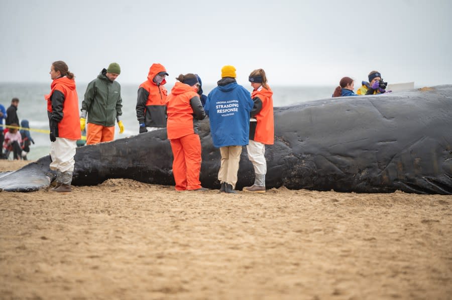 Photo courtesy: Virginia Aquarium and Marine Science Center