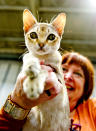 <p>Janamel Java Lava, a Singapura Cat participates in the GCCF Supreme Cat Show at National Exhibition Centre on October 28, 2017 in Birmingham, England. (Photo: Shirlaine Forrest/WireImage) </p>