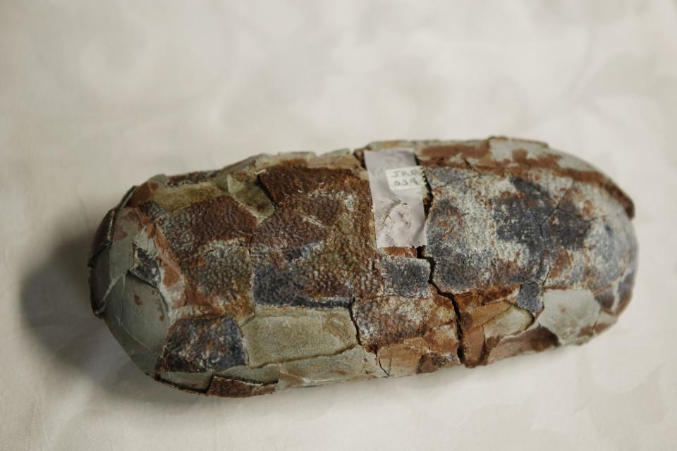 The fossilized egg of a dinosaur is on display during a repatriation ceremony at the United States Attorney's Office of Southern District in New York July 10, 2014. U.S. authorities on Thursday agreed to ship the remains of 18 dinosaurs back to Mongolia after finding the smuggled fossils during a criminal investigation. The dinosaur remains, all between 68 million and 80 million years old, were looted from sites in the Gobi desert. REUTERS/Eduardo Munoz (UNITED STATES - Tags: SCIENCE TECHNOLOGY CRIME LAW POLITICS ANIMALS SOCIETY)