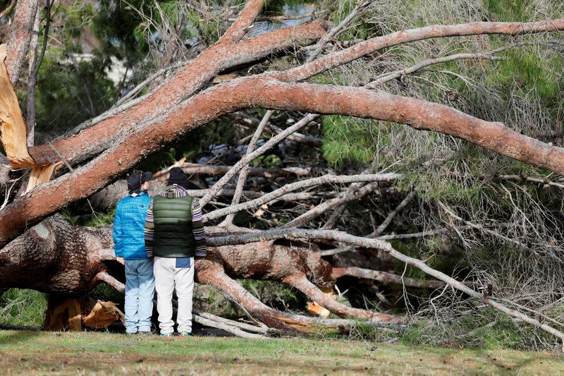 Residents look at a tree that fell in high winds during a winter storm in Sacramento