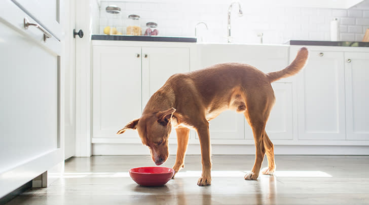 Is Human-Grade Cat Food Worth It? Vets Weigh in - PureWow