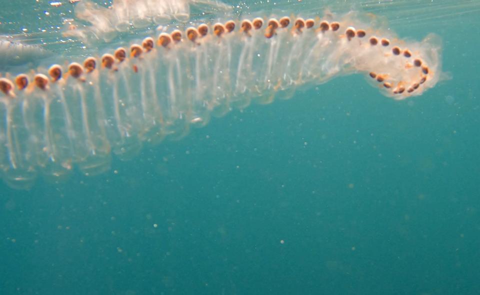 In this screenshot from a GoPro, a sea salp is pictured off the coast of Dana Point in Southern California on Jan. 31, 2023.