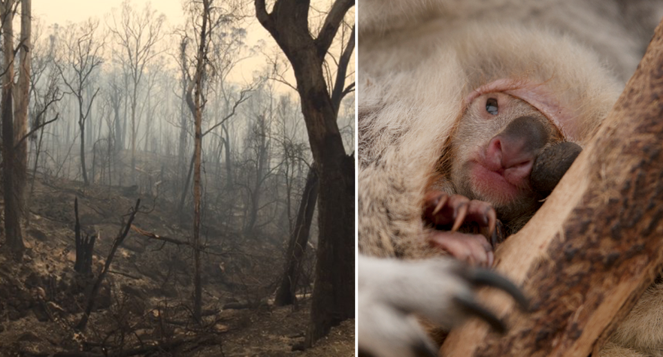 Split screen. A burnt out forest after Australian bushfires. Close up of a koala in a pouch.