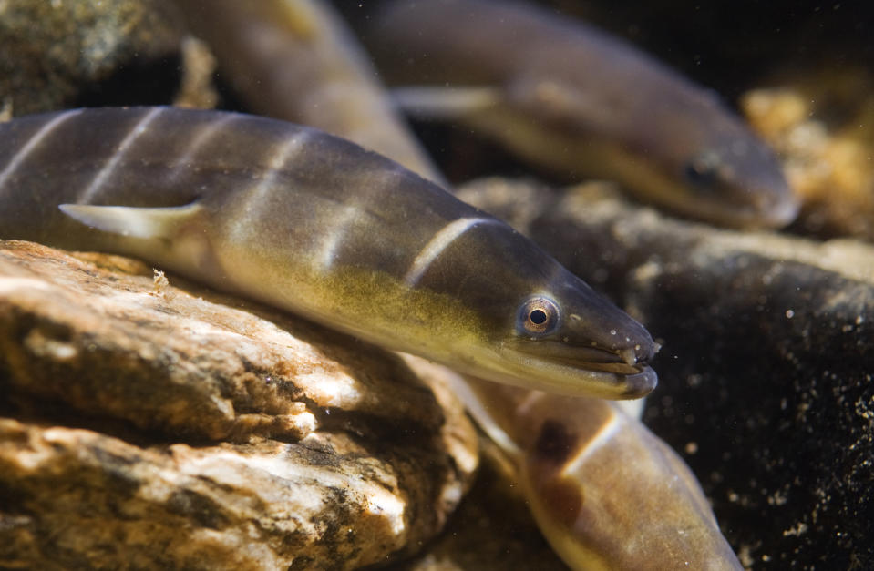 American Eels in Rock Run, a tributary to the Susquehanna River