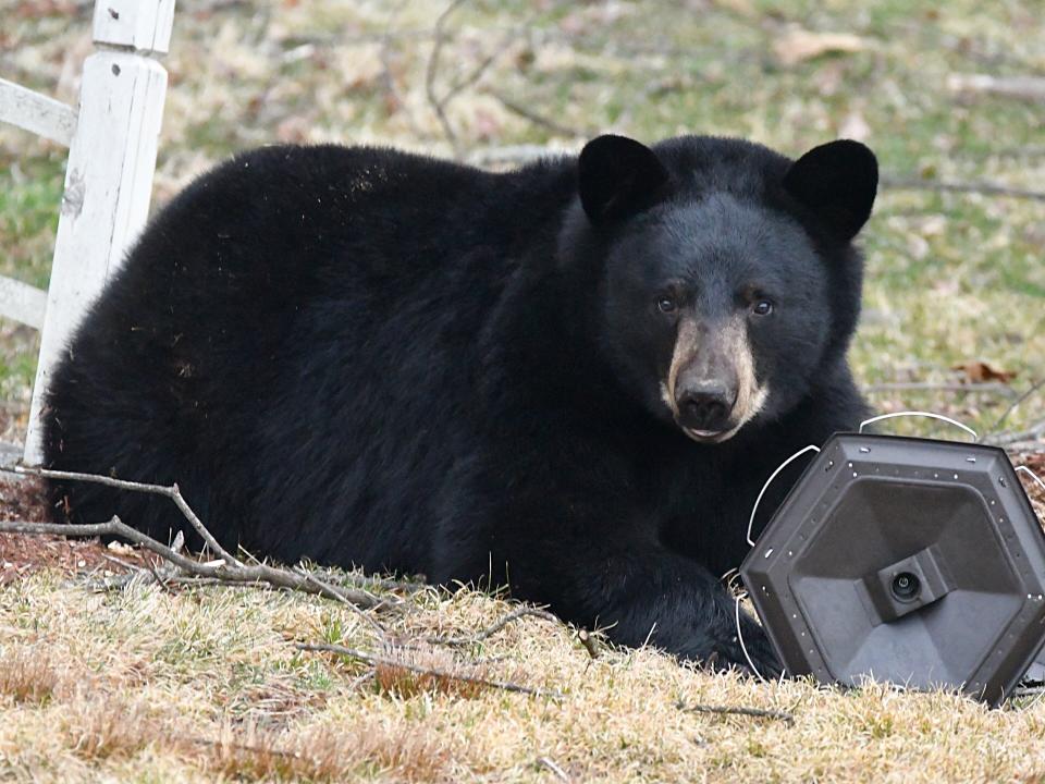 Mississippi's black bear population is growing. Here's what to do if you find yourself close to one.