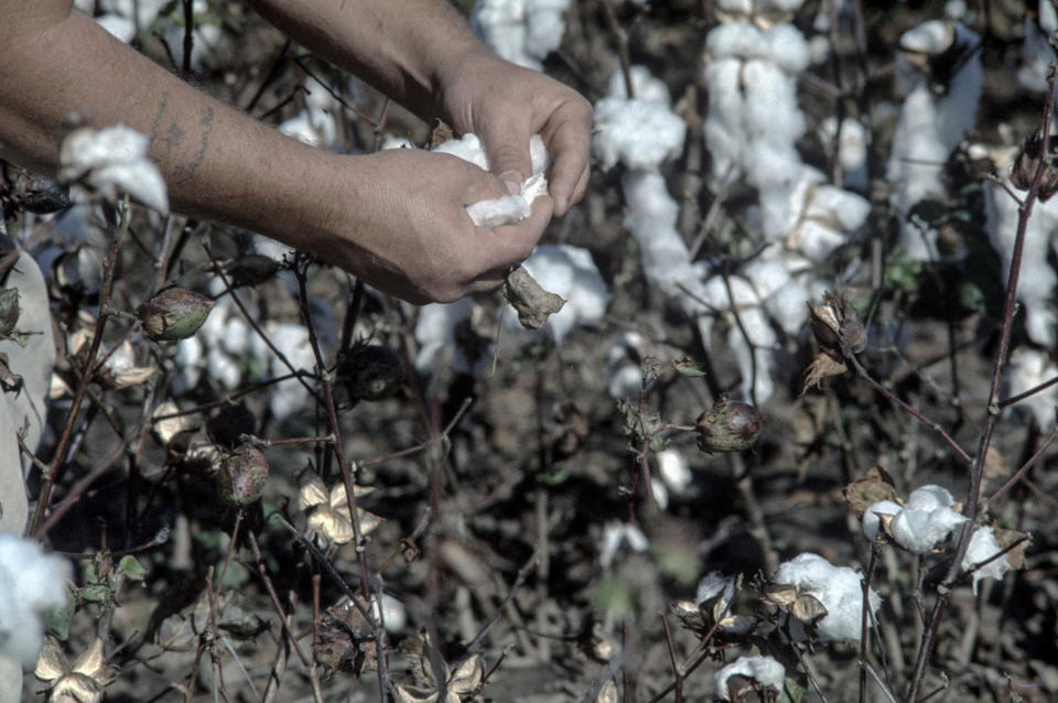 In this 1975 photo, a prisoner picks cotton at the Cummins Unit of Arkansas' Department of Corrections Cummins Unit in Grady, Ark. The convict-leasing period, which officially ended in 1928, helped chart the path to America's modern-day prison-industrial complex. Incarceration was used not just for punishment or rehabilitation but for profit. (Bruce Jackson via AP)