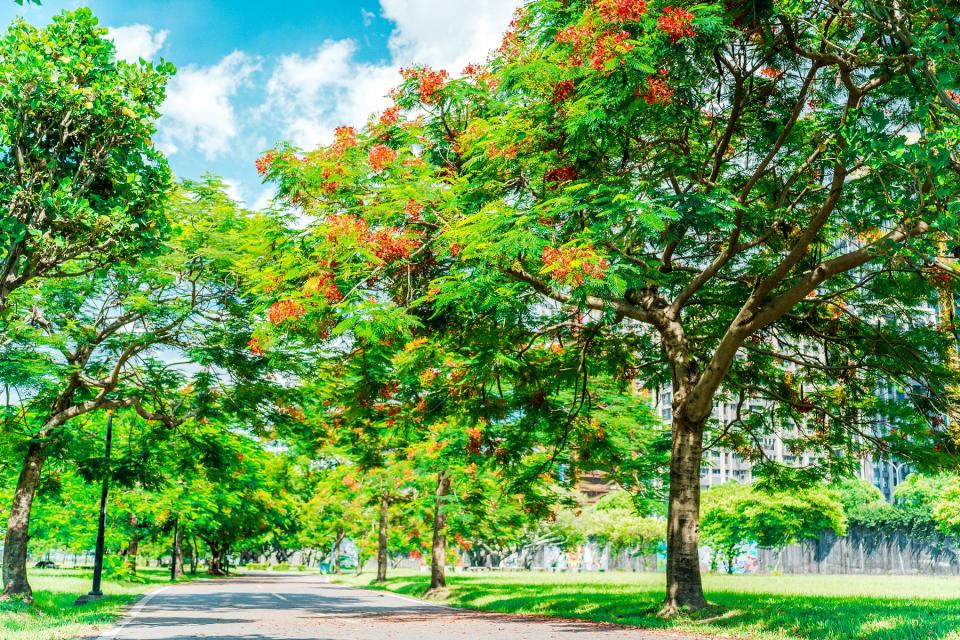 鳳凰木被譽為「世界色彩最鮮豔的喬木」。（新北市高灘地工程管理處提供）