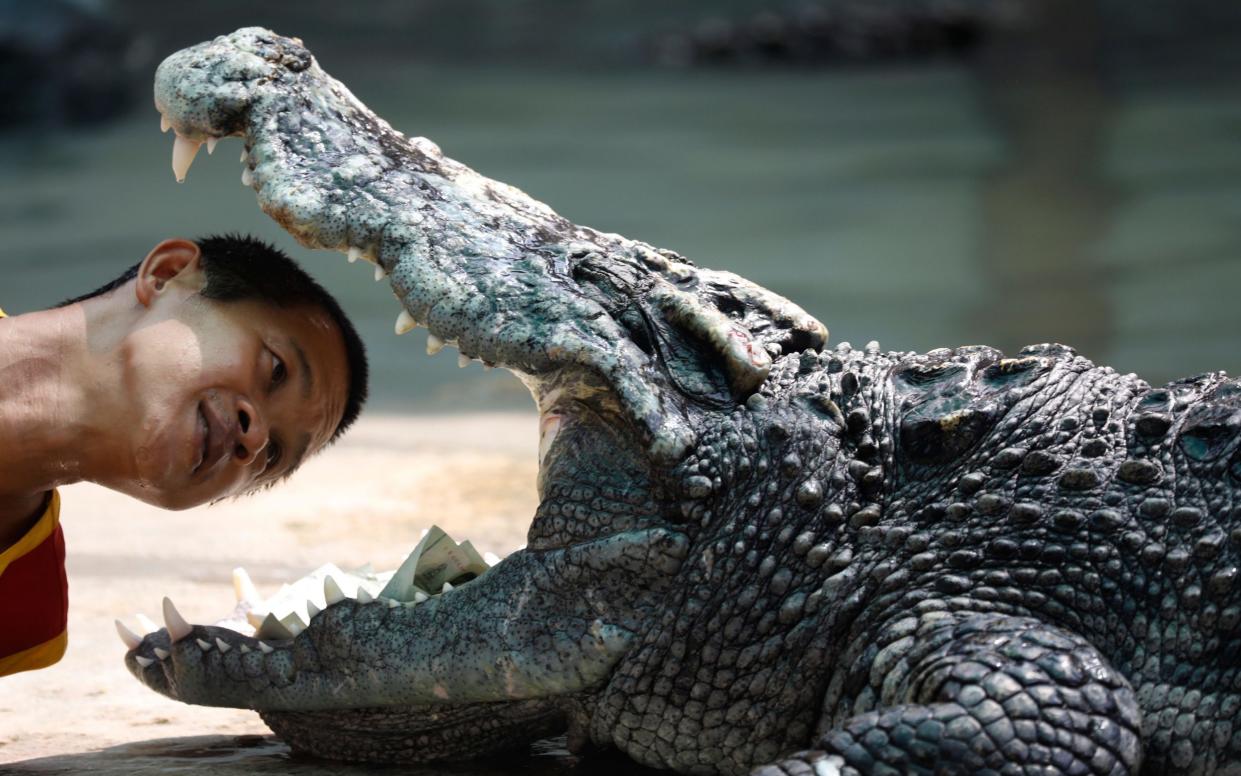 Man putting his head inside crocodile's mouth