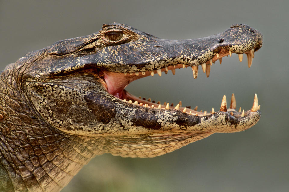 Yacare caiman thermoregulating, Caiman yacare, Pantanal, Brazil