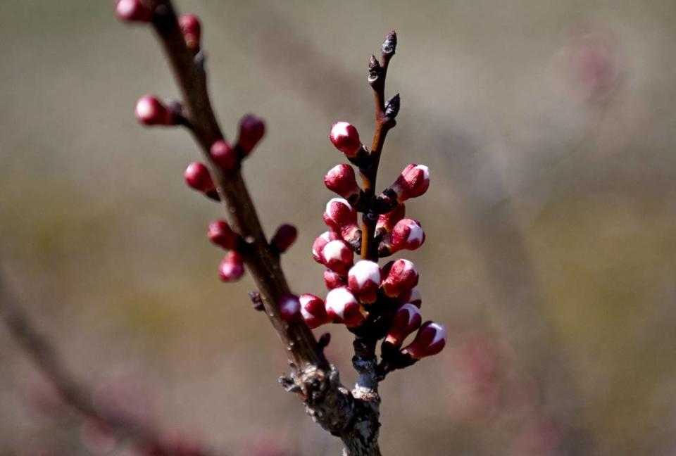 Early buds on an apricot tree are pictured at Way Fruit Farm on Friday, March 22, 2024.