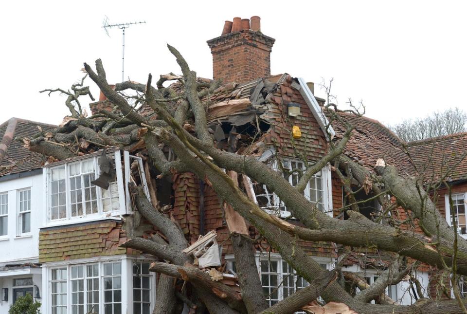 The 400-year-old oak tree was uprooted by Storm Eunice (Nicholas T Ansell/PA) (PA Wire)