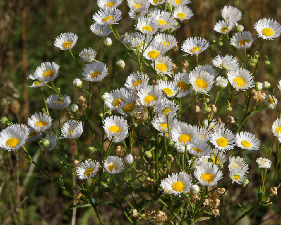 5. Erigeron annuus