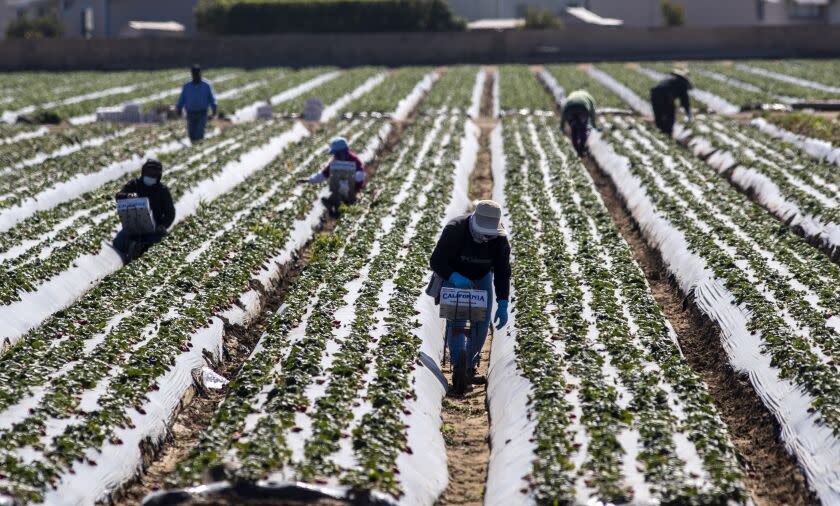 OXNARD, CA - FEBRUARY 10: Farm workers pick strawberries in a field on Wednesday, Feb. 10, 2021 in Oxnard, CA. (Brian van der Brug / Los Angeles Times)