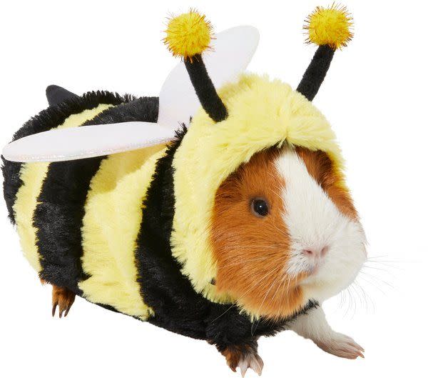 Bumblebee Guinea Pig Costume