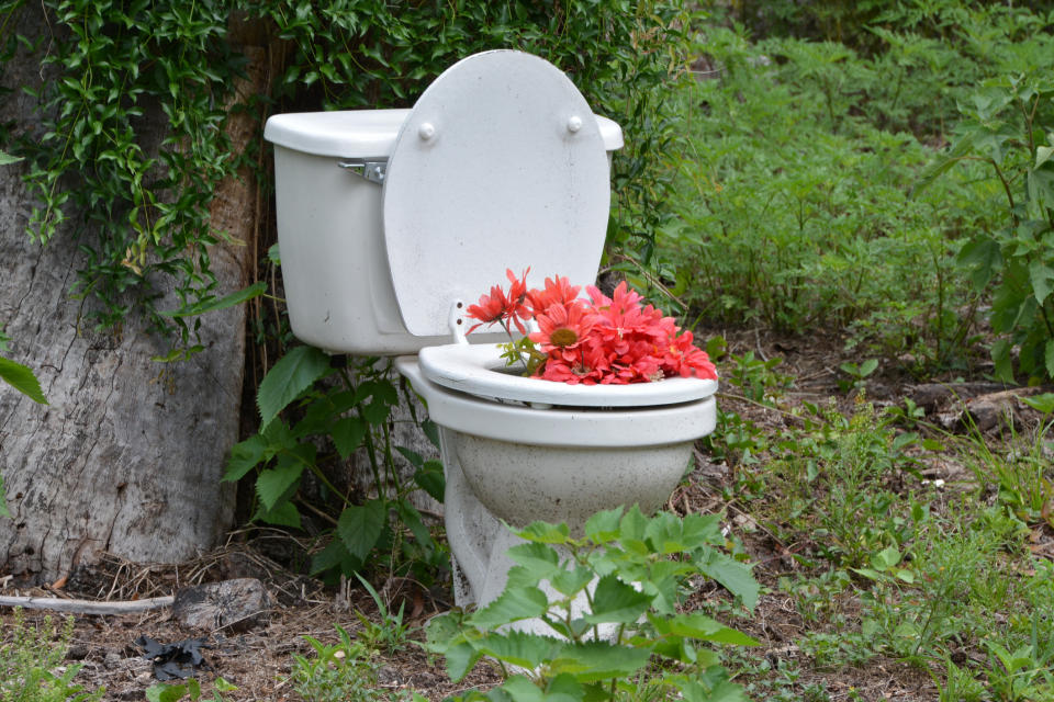 White toilet in a grassy yard, lid open, filled with red flowers instead of water