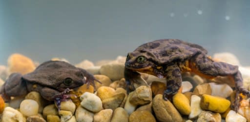 Happily, the first date between Romeo, once the last-known Sehuencas water frog, and Juliet, who was discovered deep inside a Bolivian cloud forest, went so well the two have been living together in the male's aquarium since