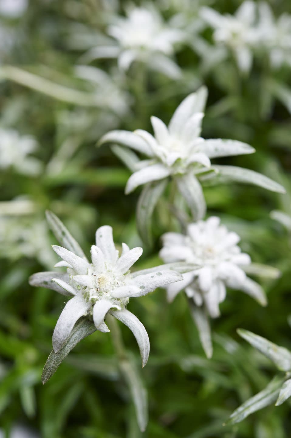 flower meanings, edelweiss