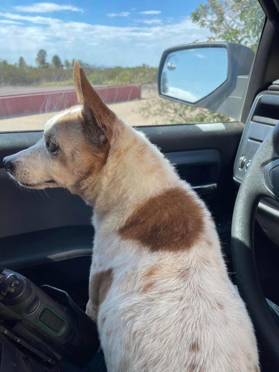 Henry, an elderly, visually impaired dog, who was abandoned by his owner at a roadside in Benson, Arizona.