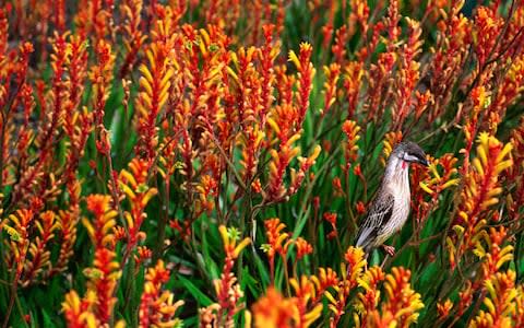 A red wattlebird perches on kangaroo paw in Kings Park - Credit: Getty Images
