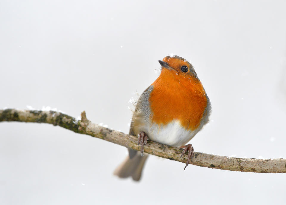 Leicester, Leicestershire, UK 8th Feb 2021. UK. Weather. Snow. Birds in the snow. A Robin in the snow in Leicestershire. Alex Hannam/Alamy Live News