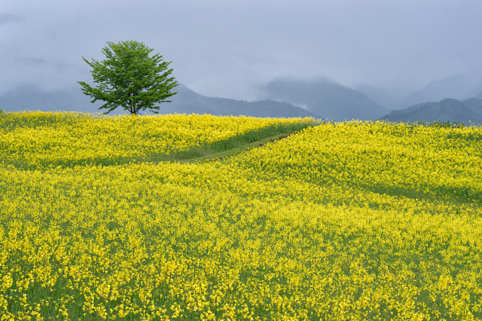 油菜花（圖片來源：Getty Creative提供）