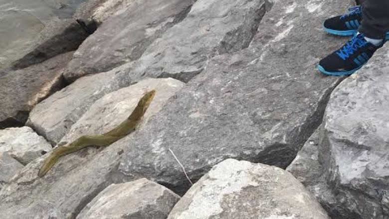 What you should do if you catch an eel in the Ottawa River