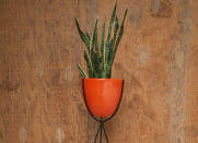 <body> <p>A 2011 study in the Journal of Environmental Psychology showed that houseplants in the office setting can actually prevent fatigue and improve attention span. For a real statement, choose a snake plant, which has long, sword-like leaves tipped in gold. It’s an ideal <a rel="nofollow noopener" href=" http://www.bobvila.com/slideshow/10-ways-to-fill-a-blank-wall-for-under-20-49429?bv=yahoo" target="_blank" data-ylk="slk:focal point;elm:context_link;itc:0;sec:content-canvas" class="link ">focal point</a> or an excellent screen to visually block out any household hustle and bustle.</p> <p><strong>Related: <a rel="nofollow noopener" href=" http://www.bobvila.com/slideshow/10-space-smart-ways-to-squeeze-in-a-home-office-48561?bv=yahoo" target="_blank" data-ylk="slk:10 Space-Smart Ways to Squeeze In a Home Office;elm:context_link;itc:0;sec:content-canvas" class="link ">10 Space-Smart Ways to Squeeze In a Home Office</a> </strong> </p> </body>