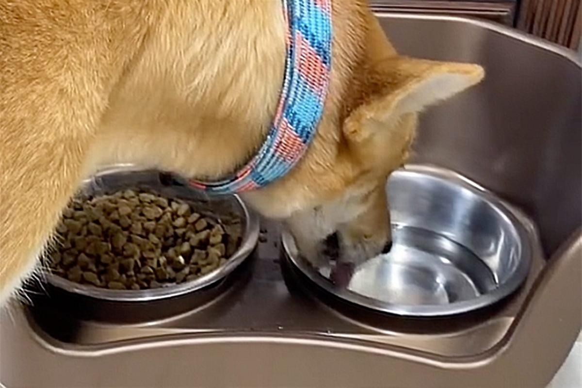 Hydration Station! Here Are the 13 Best Water Dispensers for Thirsty Dogs