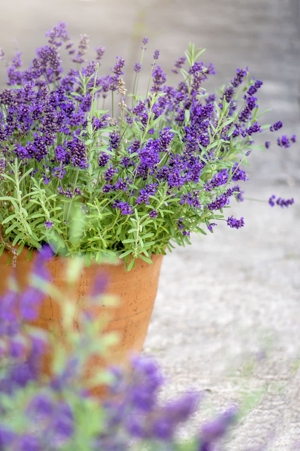 close up image of beautiful summer flowering, lavender, purple flowers in terracotta pots