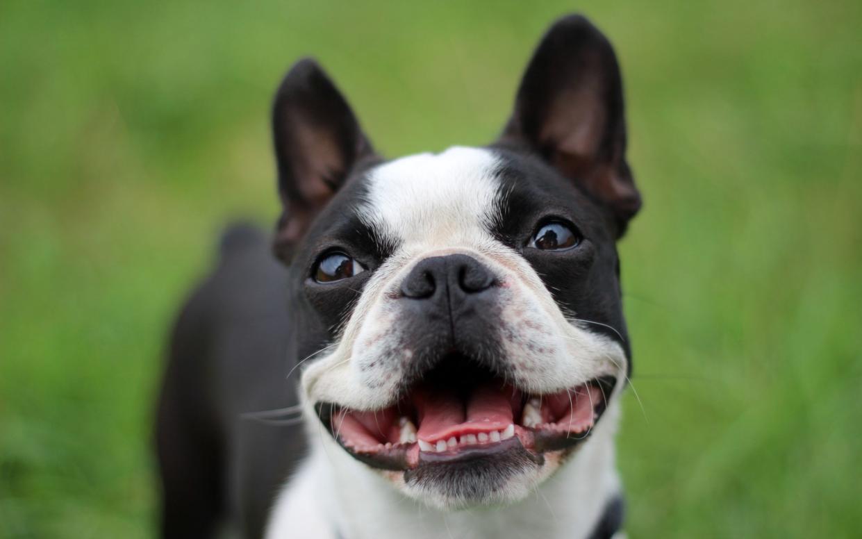 Flat-faced dogs, such as Boston terriers, suffer from a range of health issues