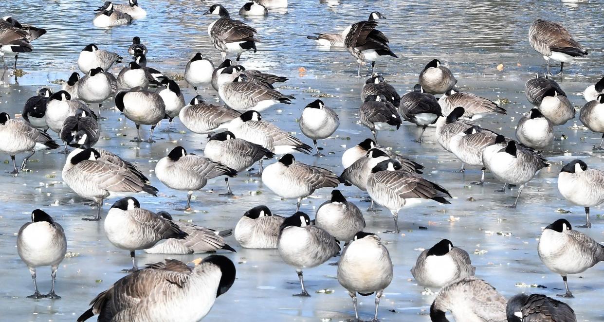 Geese at Mineral Palace Park brave the frigid, partially frozen waters of the park's small lake on Wednesday, Dec. 21.