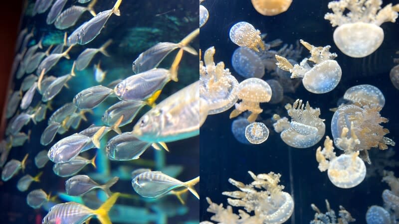 身為全球最大海生館之一，館內擁有超過10萬隻海洋生物、1000種以上不同物種