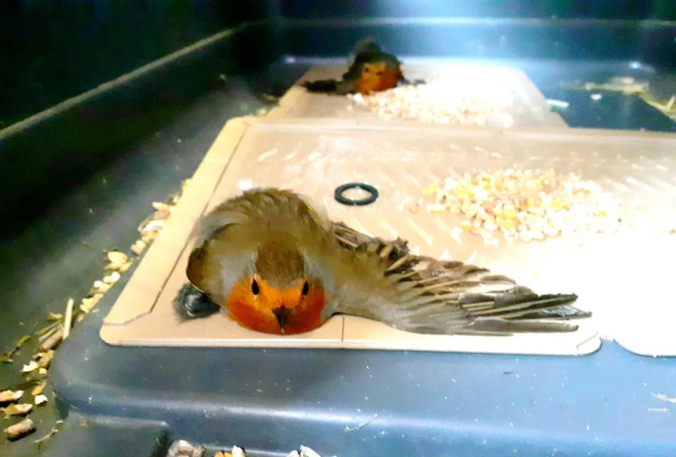The two birds became stuck to the glue traps and later died as a result of their injuries (swns)