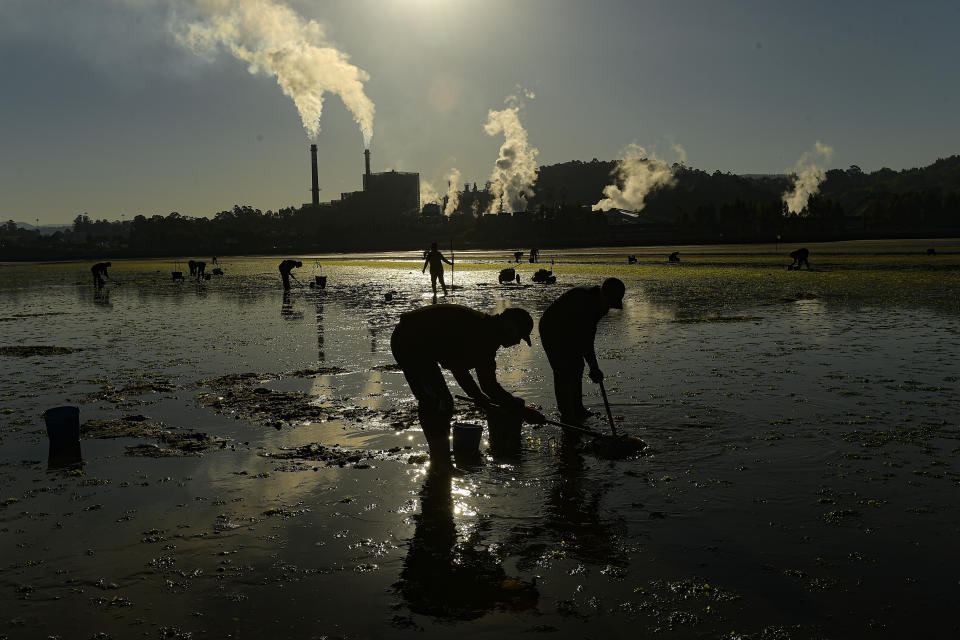 Buscadores de almejas trabajan en un estuario de Lourizán, Galicia, en el norte de España, el jueves 20 de abril de 2020. (AP Foto/Alvaro Barrientos)