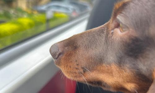 Willow, the official dog of the Guardian Thursday quiz