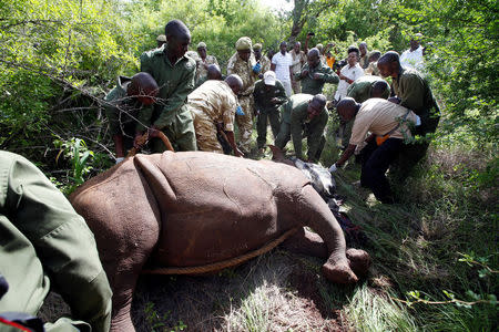 Kenya Wildlife Service (KWS) personnel hold a tranquillised Rhino during the launch of a rhino ear notching exercise and the inauguration of the extended Rhino Sanctuary at Meru National Park, Kenya, April 5, 2018. REUTERS/Baz Ratner