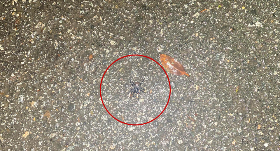 An eastern mouse spider spotted on pavement in Sydney's Lower North Shore. Source: Reddit