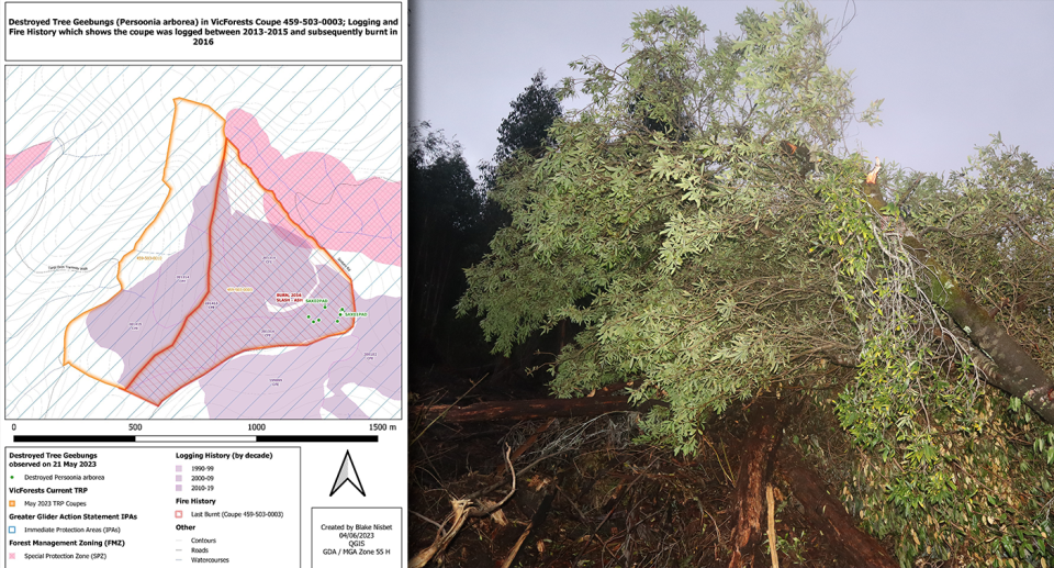 Left - a map of the coup with green dots indicating where the trees were allegedly found. Right - a felled tree geebung.