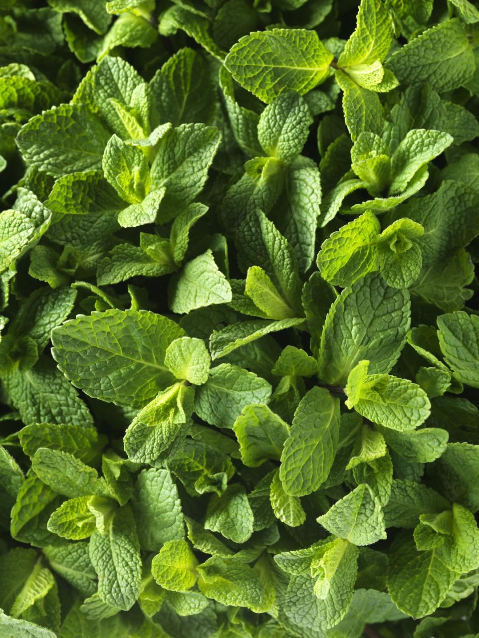 mint plant leaves