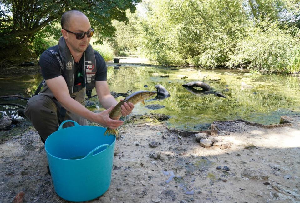 A fisheries officer from the Environment Agency rescues a pike from a drying pool of the River Mole by Pressforward Bridge (Jonathan Brady/PA) (PA Wire)