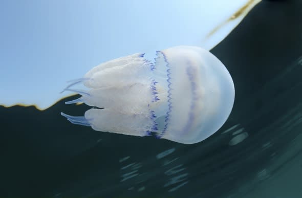 Hundreds of 4ft barrel jellyfish invade British beaches