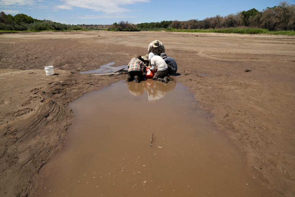 Biólogos rescatan ejemplares del pez carpa chamizal para trasladarlos a otras partes del río Bravo donde fluye más agua el 26 de julio del 2022. Solo un 5% de los peces sobrevive al traslado y a la resequedad del río. (AP Photo/Brittany Peterson)