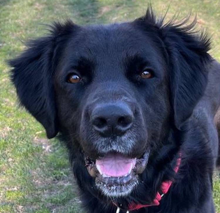 The Taunton Animal Shelter Pet of the Week is Billie, a handsome male lab mix who is about 2 years old.