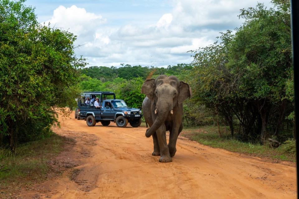Elephant sightings are common in the park (Hilton)