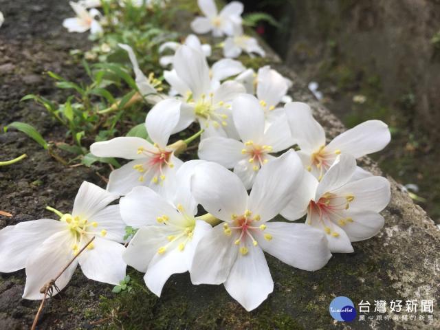 五月雪桐花開朵朵白花點綴山頭