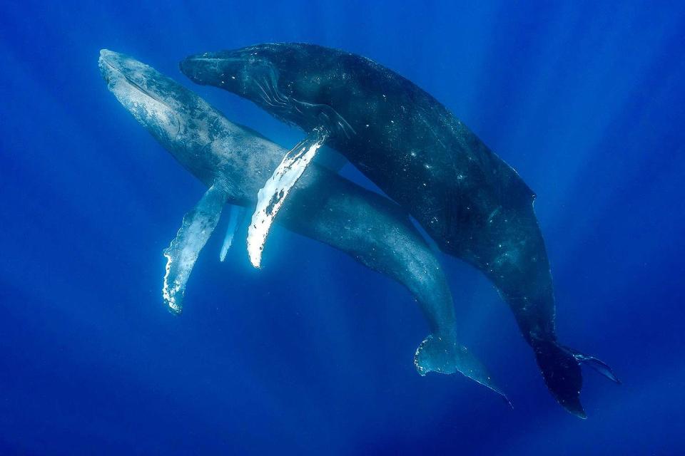<p>Lyle Krannichfeld/Brandi Romano/PWF/SWNS</p> Male humpback whales in Maui