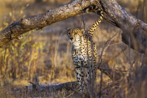 A cheetah in South Africa - Credit: ©UTOPIA - stock.adobe.com/CORREIA Patrice